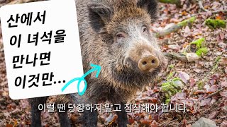 등산 중 이 녀석 만나면 제발 맞짱 뜨지 마세요 | 멧돼지 대처법 | 겨울 등산 생활꿀팁 이럴 땐 이것만