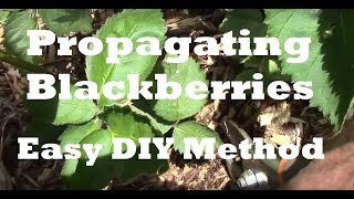 How to Propagate Blackberries. Use This Easy DIY Method And Save Lots of Money.