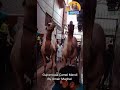 Big Camels For Qurbani 2021 Memories Gujranwala