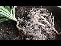 Spider plant tuber removal for propagation