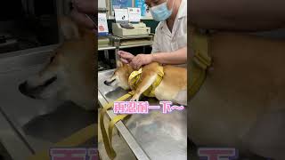 【精選】天使柴犬看醫生超開心 開飛機耳乖乖等打針｜萌寵｜柴犬｜獸醫院｜打針｜乖巧｜可愛｜生活