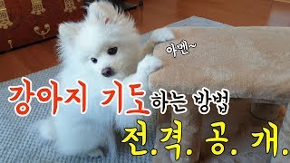 강아지 기도하는 방법 전격공개!