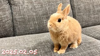 【うさ美人🐰🧡】毎日の30秒ひなちゃん🐰✨【2025.02.05のひな】[うさぎ]