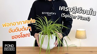 ต้นไม้ฟอกอากาศที่รับรองโดย NASA! รีวิว Spider Plant หรือ ต้นเศรษฐีเรือนใน - Pond Review