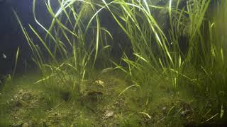 #BADC2020 / Shallow swamp places of Işıklı Lake Denizli. Turkey, 88 L