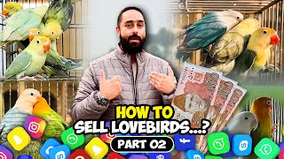 How To Sell Lovebirds...? Part 02