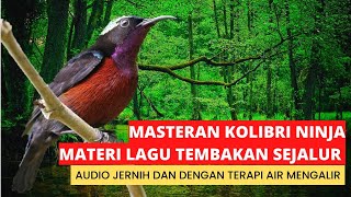 masteran kolibri ninja | materi tembakan sejalur, untuk irama materi isian burung juara