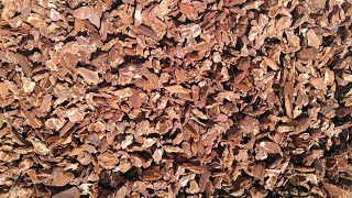 Processing my orchid bark... Or how I spent my weekend