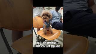 代辦寵物出國前往美國🇺🇲-辦理1️⃣隻可愛的貴賓犬🐶，出國檢疫📑，將以航空貨運✈️方式，一起前往美國🇺🇸紐約 #寵物短期出國回國 #pets #寵物移民 #專業代辦寵物進出口 #寵物出國 #寵物到美國