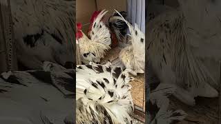 狭いところが好きなにわとり　Roosters that like small spaces #backyardchickens #ニワトリ #youtubeshorts