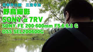 【石神井公園野鳥撮影】超望遠ズームレンズを持って野鳥撮影リベンジ！SONYα7RV／SONY FE 200-600mm F5.6-6.3 G OSS SEL200600G