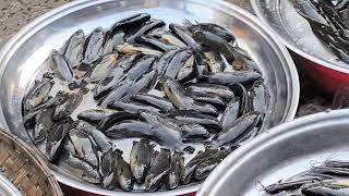 দেশি কই মাছ #fishing #reels #youtube