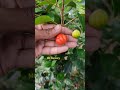 red surinam cherry mother plants fruit plants reels