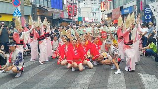 20220806 Kiyose Awa Odori Akashi Ren 清瀬阿波踊り 灯連①