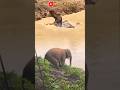 OH MY GOD! SEEKOR GAJAH TENGGELAM DI SUNGAI, SATUNYA LAGI HAMPIR NYEBUR #animals #wildlife