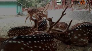 উপমহাদেশের সবচেয়ে দৃষ্টিনন্দন হরিণ প্রজাতি: চিত্রা হরিণ