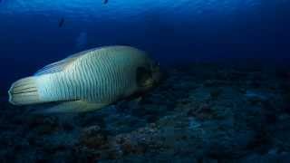 ダイバーズヘブン♪　パラオの美しき海の世界！！　Divers heaven♪ The world of the Palauan beautiful sea!!