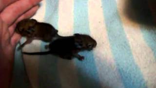 two day old baby degus moving all over the place