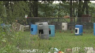 Trumbull County humane agents seizing roosters, hens from property