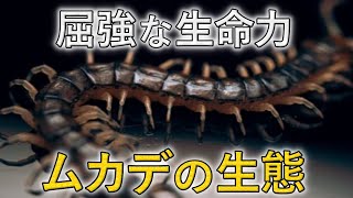 実は昆虫ではない！！「ムカデ」の生態を解説