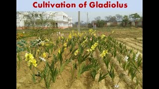 Propagation and Planting of Gladiolus Lecture 8 Part 2