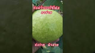 ห่อฝรั่งด้วยโฟมตาข่าย