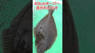 がまかつ船カレイ大型魚礁40オーバー良型マガレイ！#gamakatsu  #釣りtiki東北