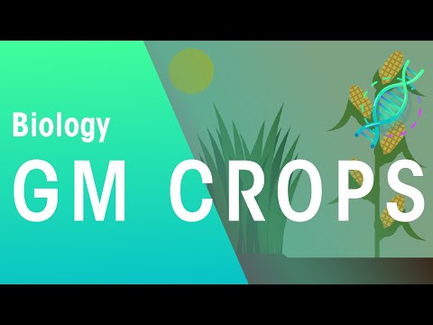 GM Crops Genetics Biology FuseSchool