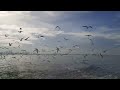 Sunrise and Birds in the Sea 🌞 🐦 (Peace Man - Bamboo)