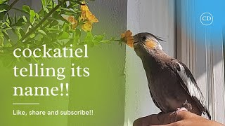 chiku cockatiel bird telling its name and other interesting  things #cockatail #chiku #birds