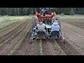 using our eco weeder to weed through our pepper seed crops.