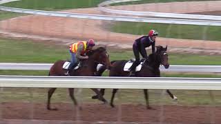 Flying Mascot - 18th August 2020 Track Gallop