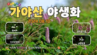 가야산의 자연속 숨은 보석 : 칠불암과 상왕봉의 여름 야생화 탐방(2024.08.10) #가야산 #야생화 #국립공원 #힐링탐사 #힐링타임 #한라송이풀 #물매화 #네귀쓴풀 #개회향