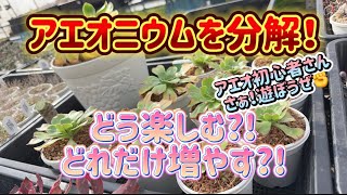 【アエオニウム】バラバラ事件?!どれだけ増やせるんだろうか🤔【アエオニウム育て方】