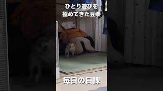 独特な回り方を極めた豆柴の日常#shorts