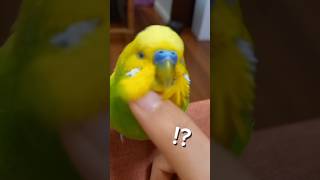 あなたは、天気… #セキセイインコのいる暮らし #セキセイインコ #インコおもしろ #インコ面白い #インコ #どうぶつ #birds #インコ動画 #癒し #かわいい