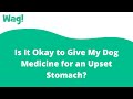 Is It Okay to Give My Dog Medicine for an Upset Stomach? | Wag!