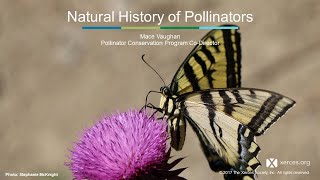 Xerces Classroom: The Natural History of North American Pollinators