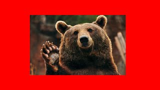 Split Image On Hover | HTML | CSS