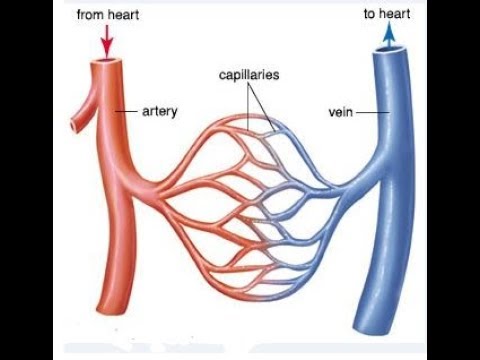 Arteries Veins And Capillaries Best Comparison (PART 1) - YouTube