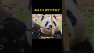 姜爷爷来神树坪看福宝 #panda #福宝 #大熊貓