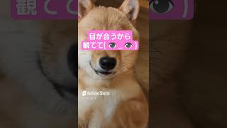 🥺❤ #豆柴のいる暮らし #豆柴子犬 #豆柴ベビー #豆柴パピー #mameshiba #shibainu #ドッグトレーニング #まめしば #豆柴 #ぴえん