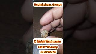 2 Mukhi Rudraksha Original || #kashi #rudraksha #varanasi #Shorts