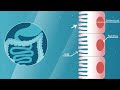 Probi Digestis® probiotic mode of action - Explainer video