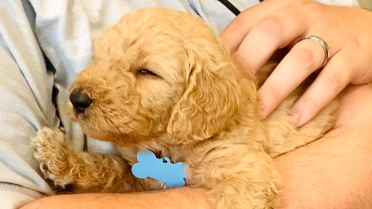 Autism Service Dog Pet It Forward Youtube