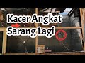 Kacer Angkat Sarang Dikandang Aviary Mini