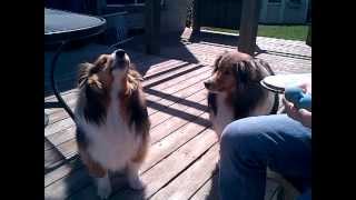 shelties howling: one normal and the other is chewbacca