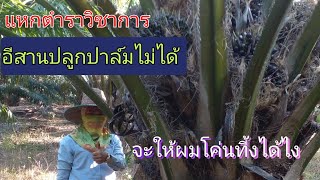 แหกตำราวิชาการอีสาน ปลูกปาล์มไม่ได้ โคกหินลูกรังยังมีผลผลิต