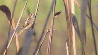 オオジュリンの地鳴き(Reed bunting)、チーウィン