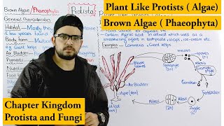 Brown algae / Phaeophyta | Plant Like Protists (Algae) | Chapter protista and Fungi